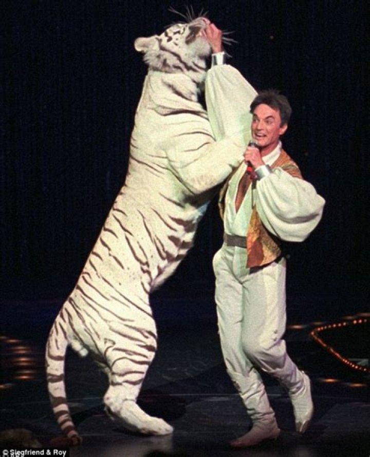 
Was Roy Horn Attacked By A Tiger – Is The Actor Alive Or Dead? 